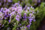 Rosemary Extract